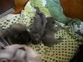 kittens Lady II