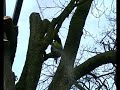 Tree work / Crane / Horse Chestnut / England