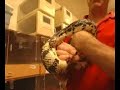 Savannah River Ecology Lab