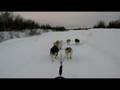 Musher Bob n the pups