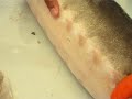 Israel steps in to fill caviar shortfall