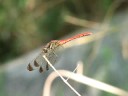 リスアカネ（Sympetrum risi risi Bartenef）　　Video 06