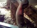 videos de python regius eten
