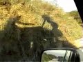 Dakzit Malhao Dakzit Malhao