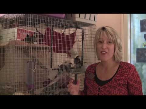 how to care white rat