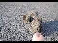 Nikon D90で地域猫をさわり撮り