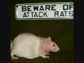 Rat Digesting Someone