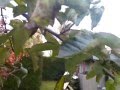 Xperia camera video