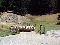 New Zealand: Sheep (1/3) www.babycat.net