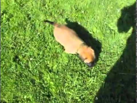 Dreamfield Mastiffs-Family raised fawn female
