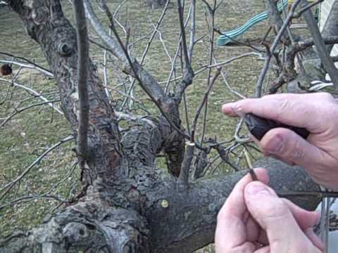 how to apple tree