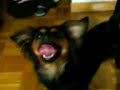 Ruky amando