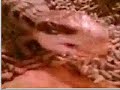 Just EAT IT!! --Blue tongue lizard