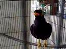 Bird Phuket Travel Agency Amazing