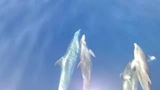Sailing with Dolphins!