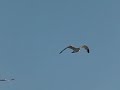 Twee meeuwen vliegen boven de dijk langs zee Twee meeuwen vliegen boven de dijk langs zee