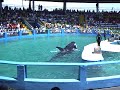 Watch her ride the killer whale