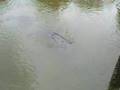 Manatee-on-Cumberlan