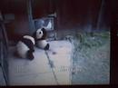 The 3 Panda\