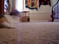Babydoll fetches!