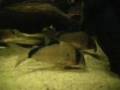 Corydoras Metae