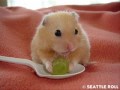Funny Hamster Dace!!!