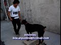 \"Puma\" Doberman Filosofia del Clicker