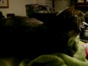 three of my four cats; matilda, tiggy, and viggy. tip was outside.
little tildy passed away july 18th.
this video was taken june 5, after one of her bad asthma attacks.