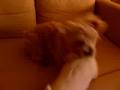 Yorkie and Mindy