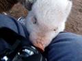 videos de Baby Pig Climbing on lap and baby sheep attacking me on Farm