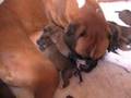 Boxer Texan's beautiful puppies 