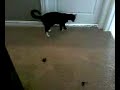 Flying Kitten