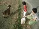 Julia feeding some goats Julia feeding some goats
