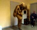 Tanzb�r Kevin Evolution of dance