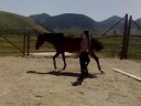 Cash - 5 yr old hunter prospect by Cento free jumping