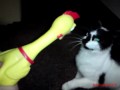 Annoying Screaming Hen Squeezy Toy v/s MSN Cat (@)
