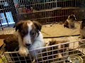 Sheltie puppies \"Hello puppies\"