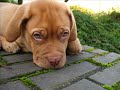 Bordeaux Dogge Jack Fortsetzung