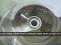 shrimp larvae trap