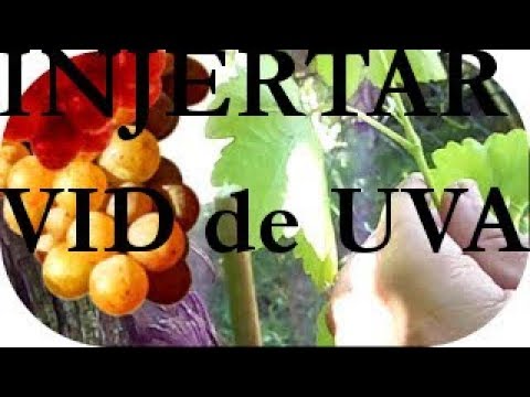 como INJERTAR una parra de VID, GRAFT a VINE