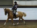 12yo,gelding,swb 12yo,gelding,swb