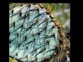 Tiempos híbridos - Rockdrigo (El Profeta del Nopal)
