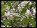 birds and apple blossoms