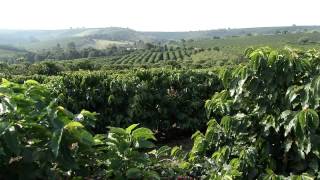 VÍDEO: Líder no mercado externo, Minas responde por 25% do café produzido no mundo