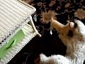 Baby Chihuahua and Shih Tzu fight to the \"death\" Baby Chihuahua and Shih Tzu fight to the \"death\"