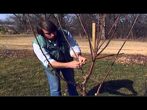 how to train apple tree branches