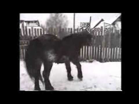 video-show