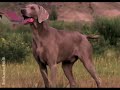 Puppy Training Video - Puppy Nutrition (Episode 1)