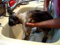 Rags, a 19-year old Ragdoll, getting a bath - Video 8