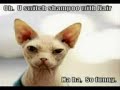 Funny animal
